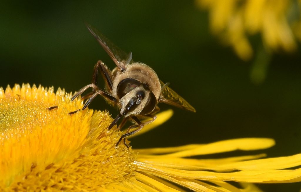 Eristalis tenax, femmina (Syrphidae)